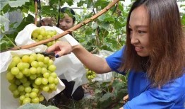 网红提子最新爆料