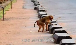 猴子的最新爆料视频大全,最新爆料视频大全揭秘幕后真相